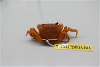 藏品(拉氏清溪蟹)的圖片